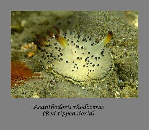 rhodoceras nudibranch